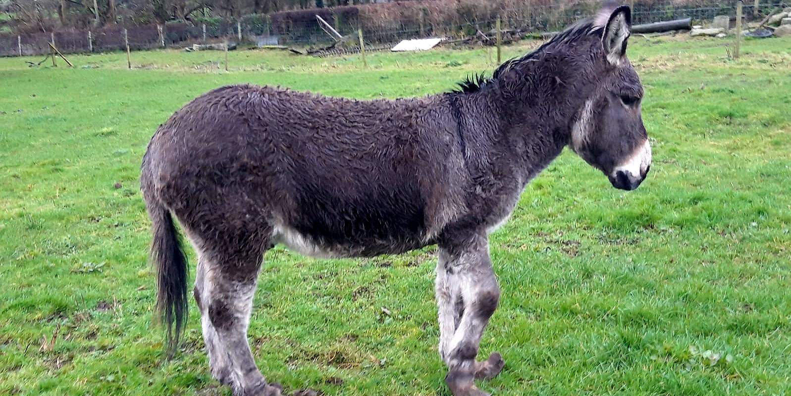 Donkey with long hooves