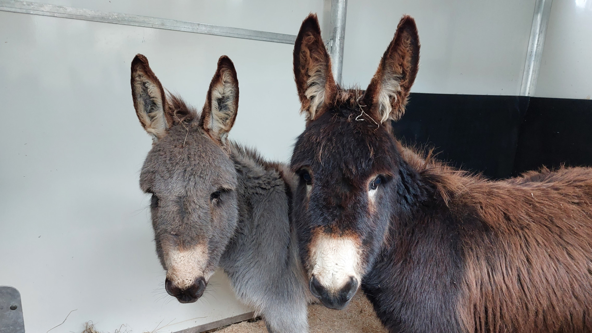 Archer and Zeke safe in donkey transporter