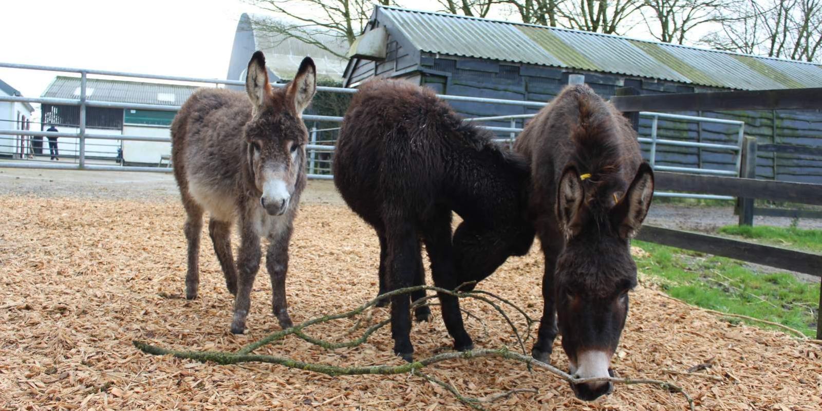 Donkeys chewing a branch