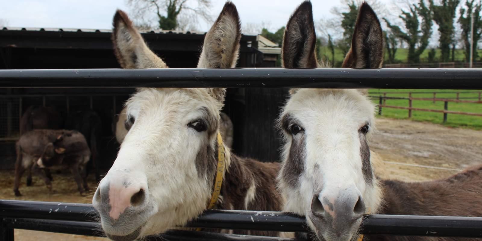 Donkeys standing in front of gate