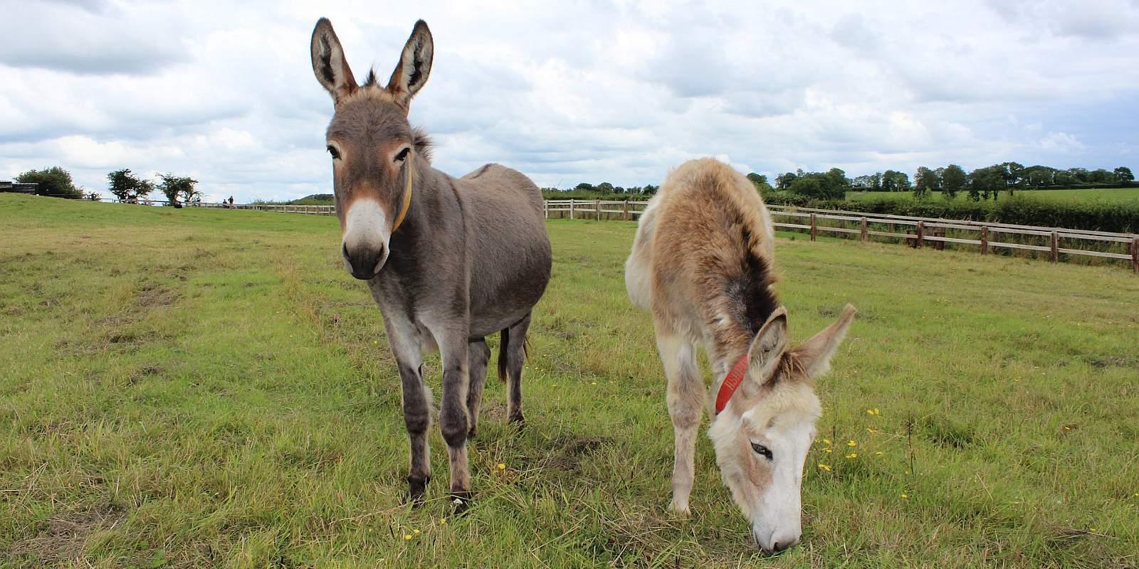 Pair of donkeys