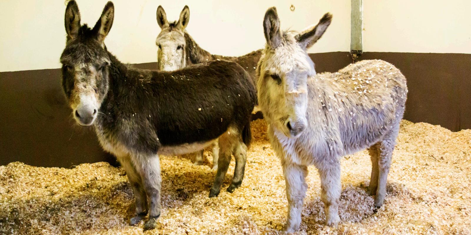 Three rescued donkeys standing in their stable