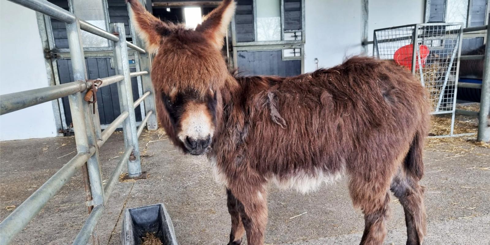 Rescued foal at our New Arrivals unit