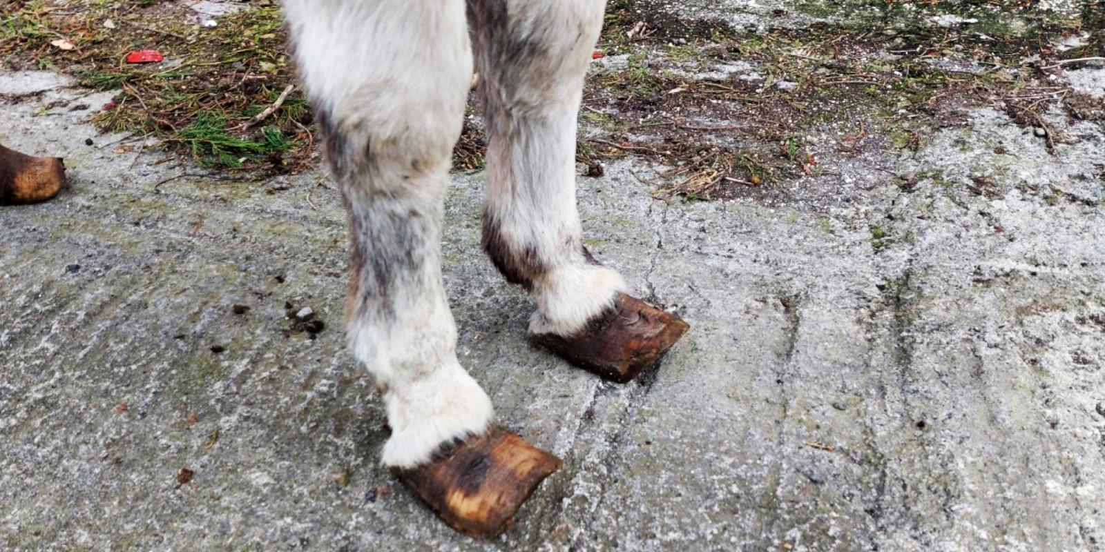 Donkey's overgrown hooves