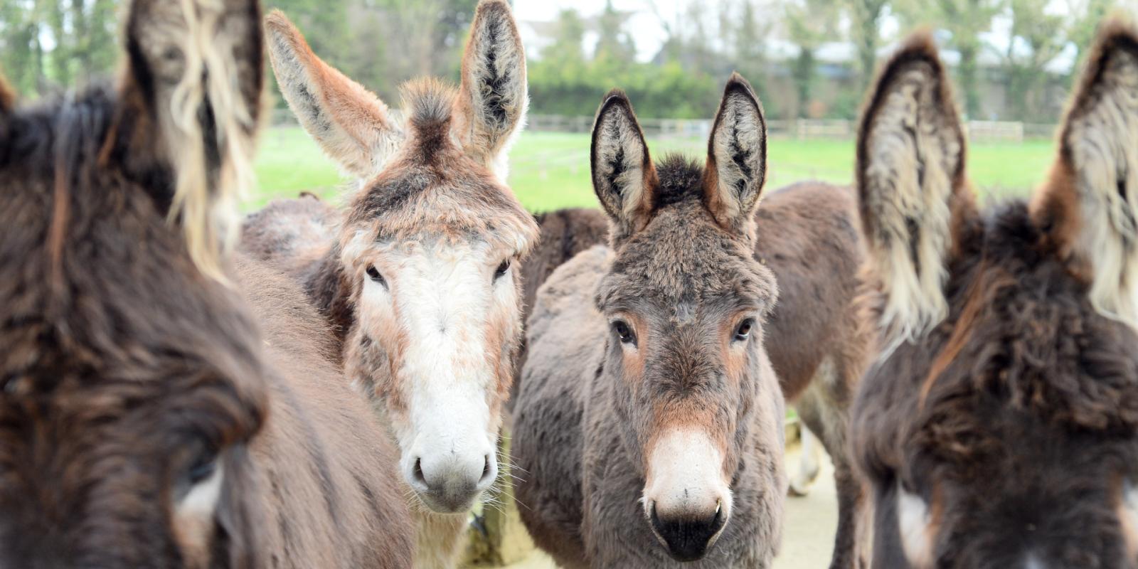 Donkeys in our care