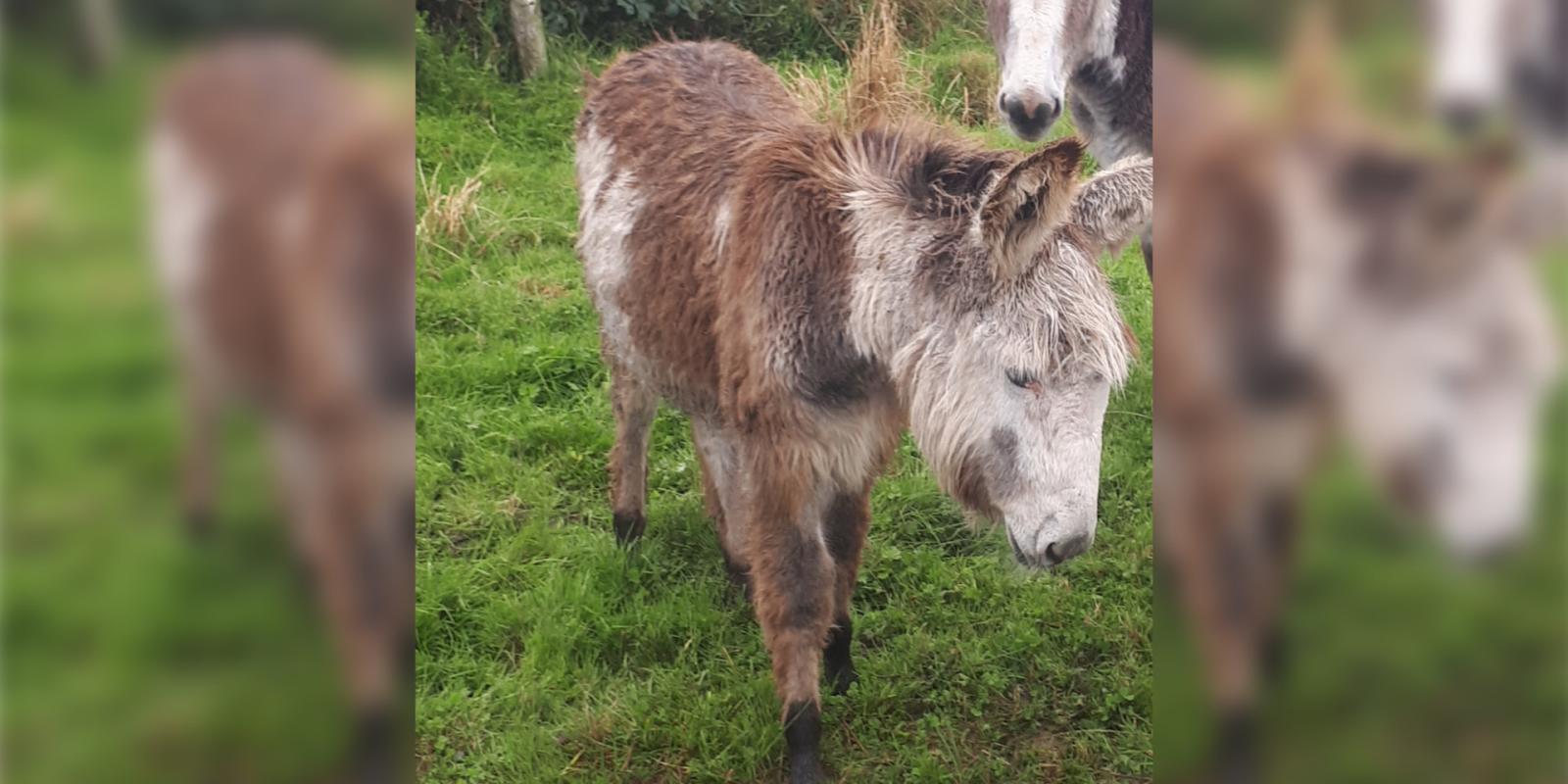 Neglected foal being rescued from field