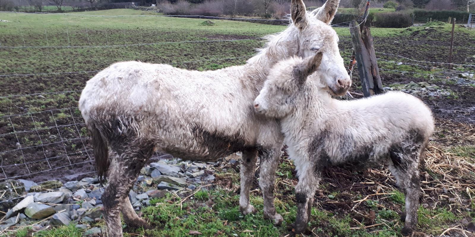 Snowdrop and his mother Snowflake were rescued from a wet field