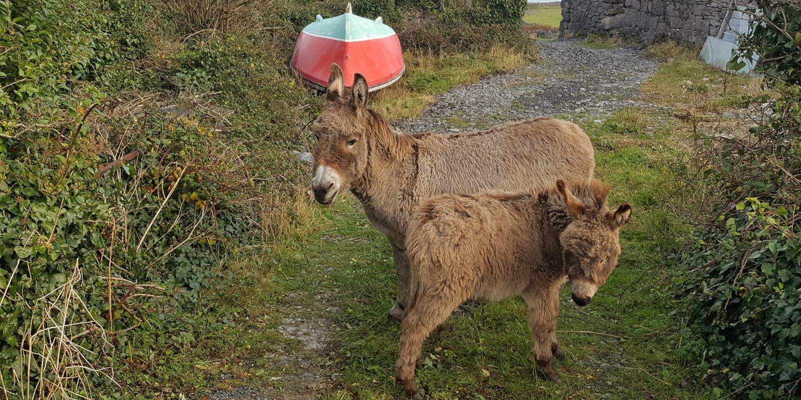 Donkeys on Inis Mór