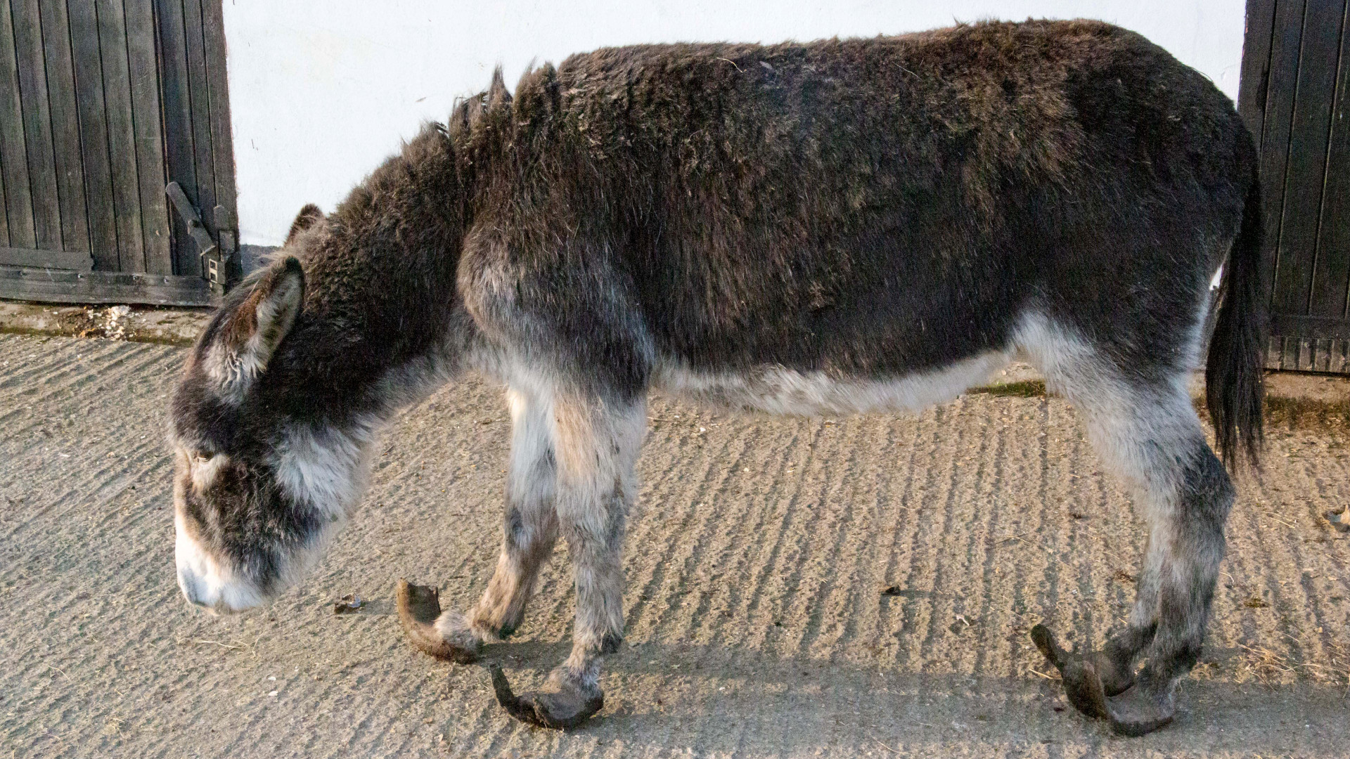 Felix, Fia and Faye now safe after years of neglect | The Donkey Sanctuary  Ireland