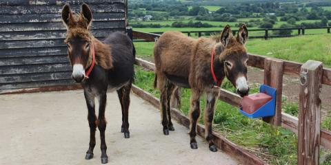 Two donkey foals standing by mineral lick