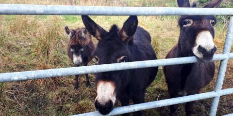 Three donkeys standing in field by a gate