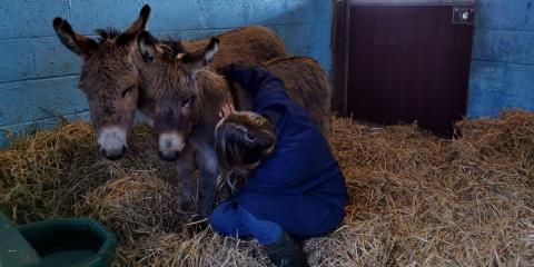 Patricia and Lilybee, two rescued donkeys in stable