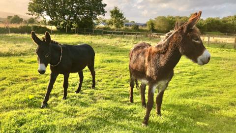 Shamrock and Beamish standing in field