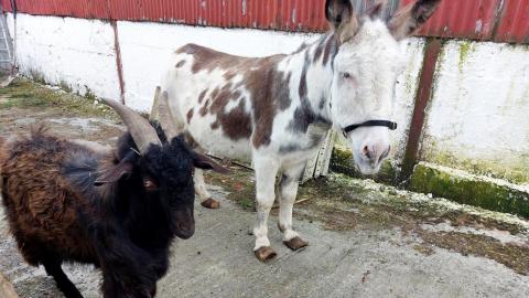 Donkey and goat abandoned on the farm