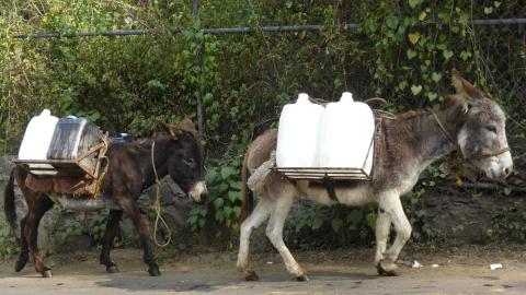 Working donkeys in Mexico carrying water