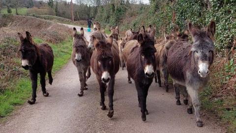 Large group of donkeys walking down a remote road