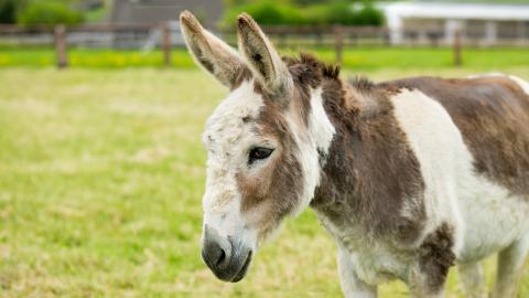 Adoption donkey Nollaig at our Open Farm