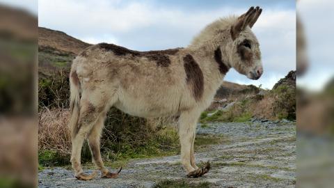 A donkey with neglected, overgrown hooves stands in a field