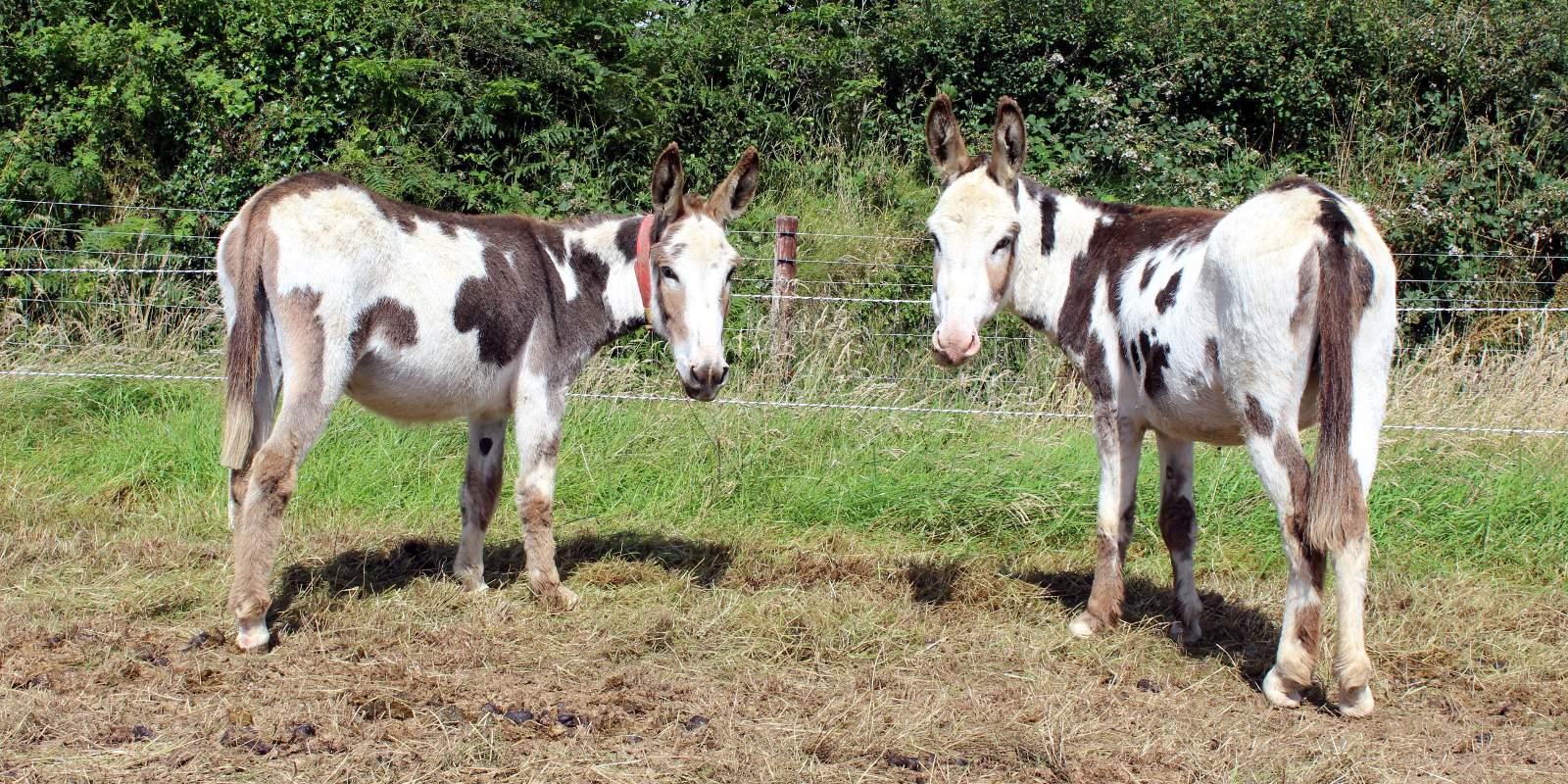 Two skewbald coloured donkeys