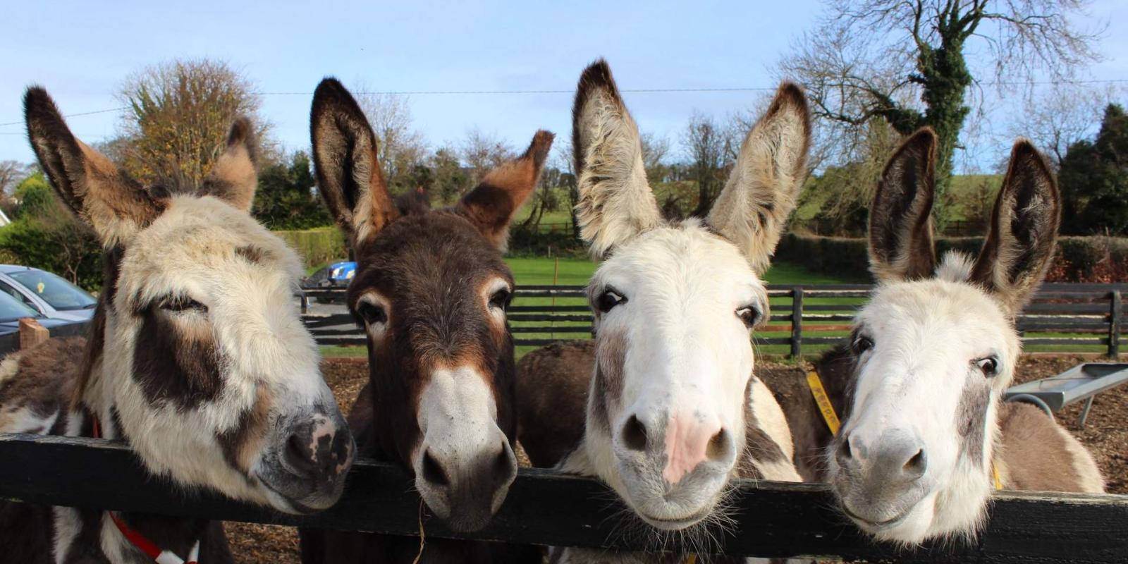 Four donkeys looking over a fence