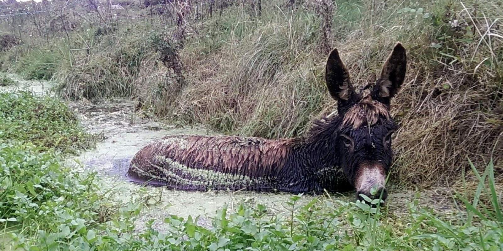 Roma rescued from a water filled bog