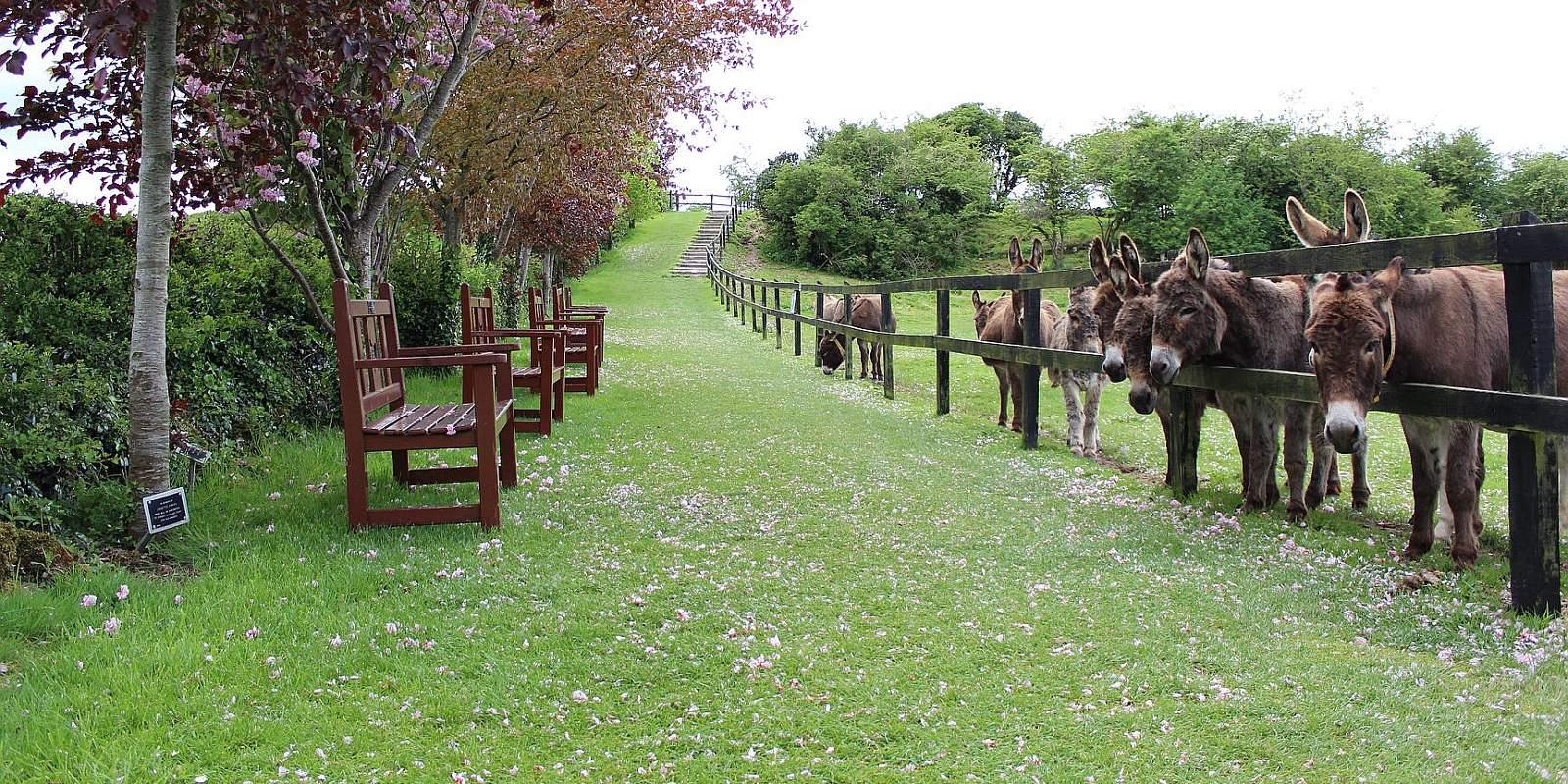 Donkeys at fence along walkway