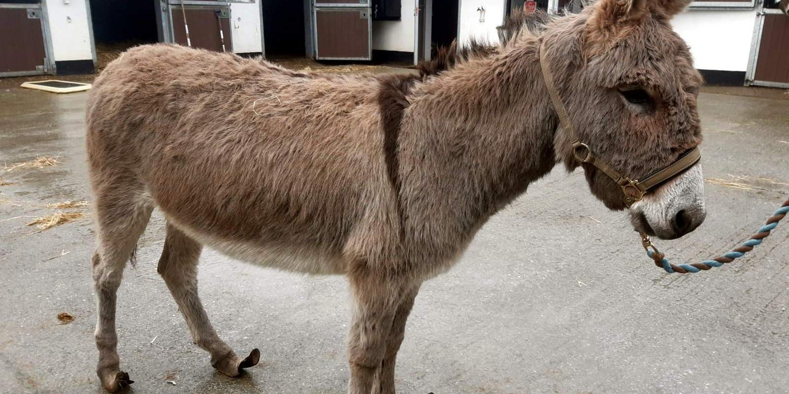 Donkey with long hooves