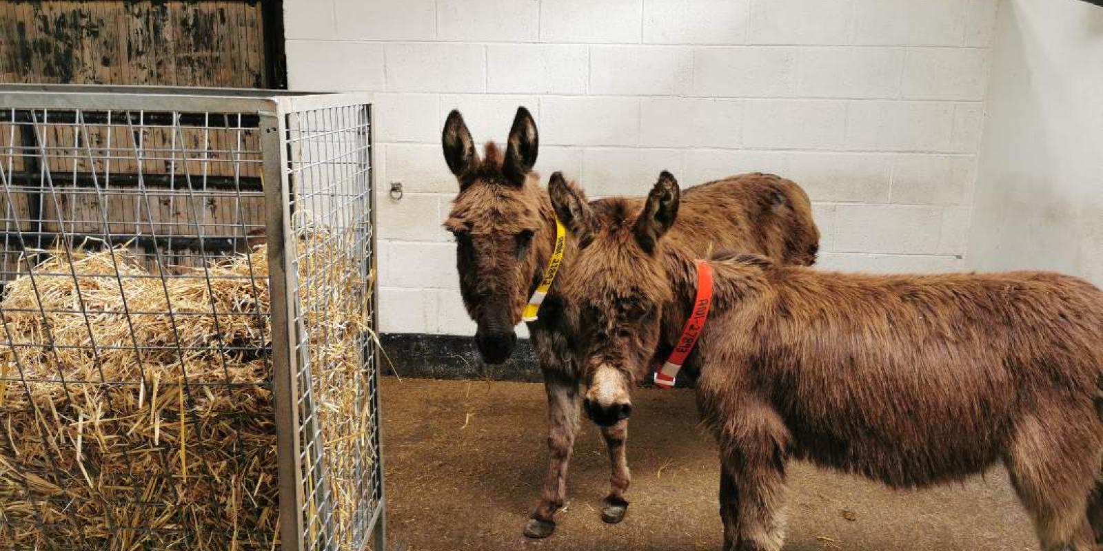 Pair of New Arrivals donkeys