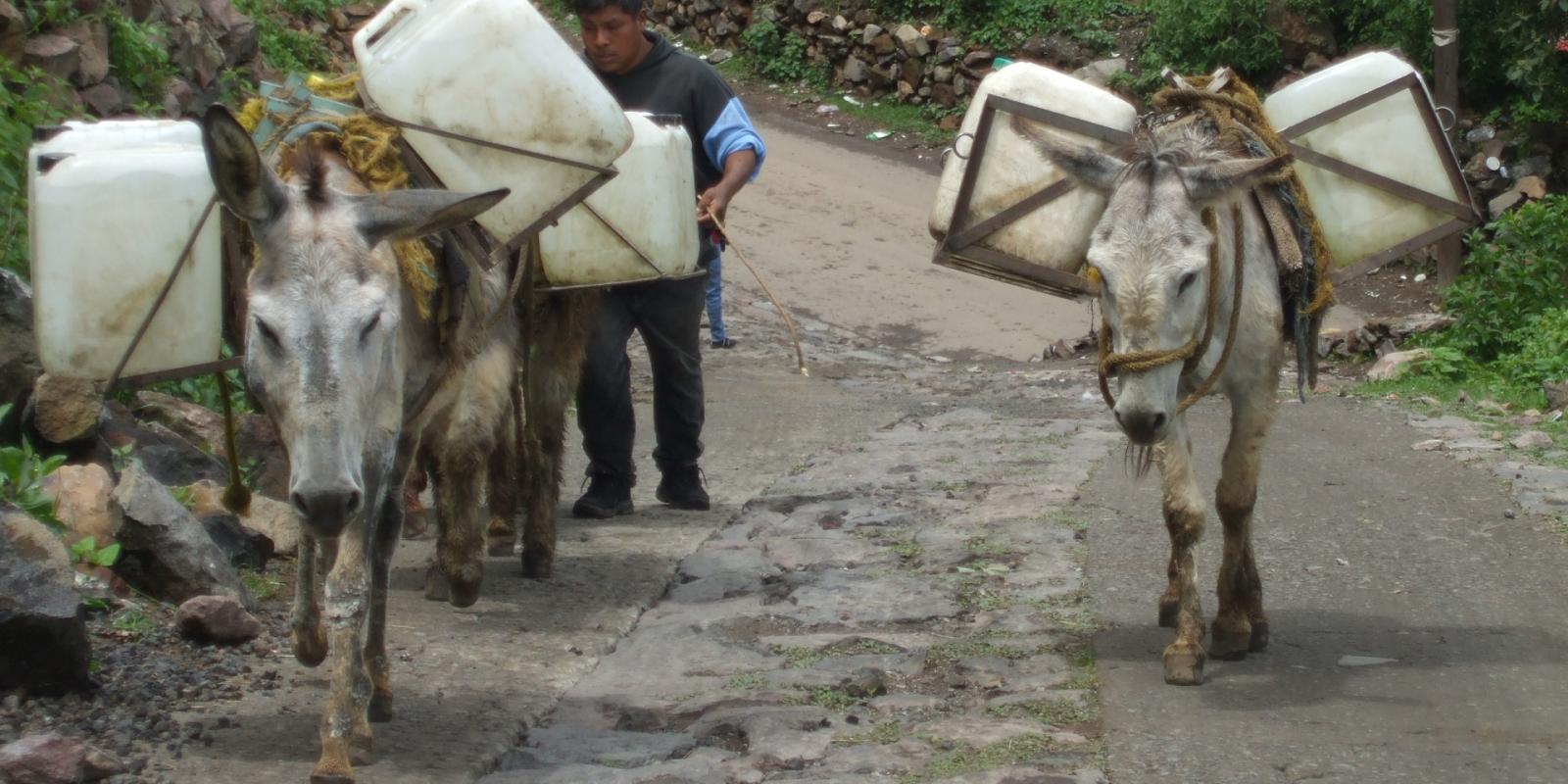 Donkey and mules are essential for transport