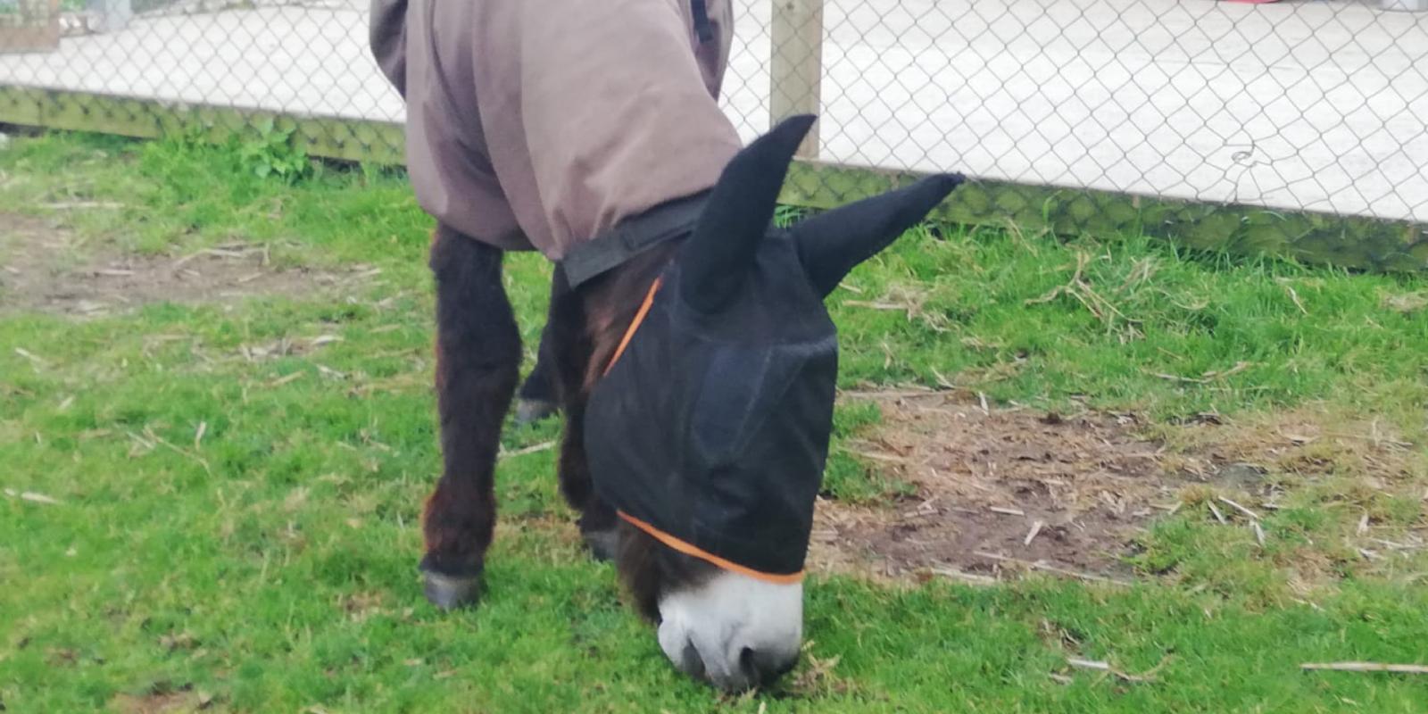 Donkey wearing fly mask