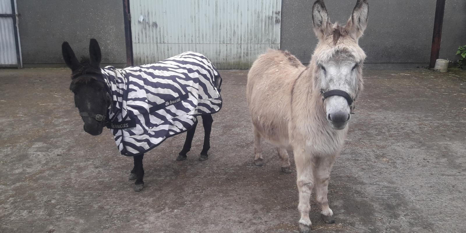 Donkeys Helena and Sassy wearing sweet itch rugs