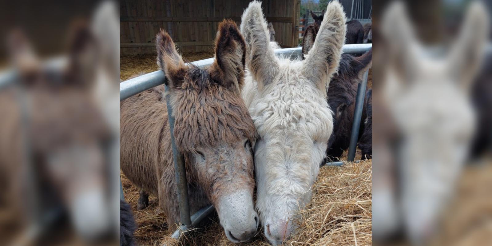 Freddie and his pal are doing well following their rescue 
