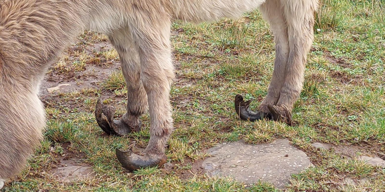 Donkey with long and painful hooves