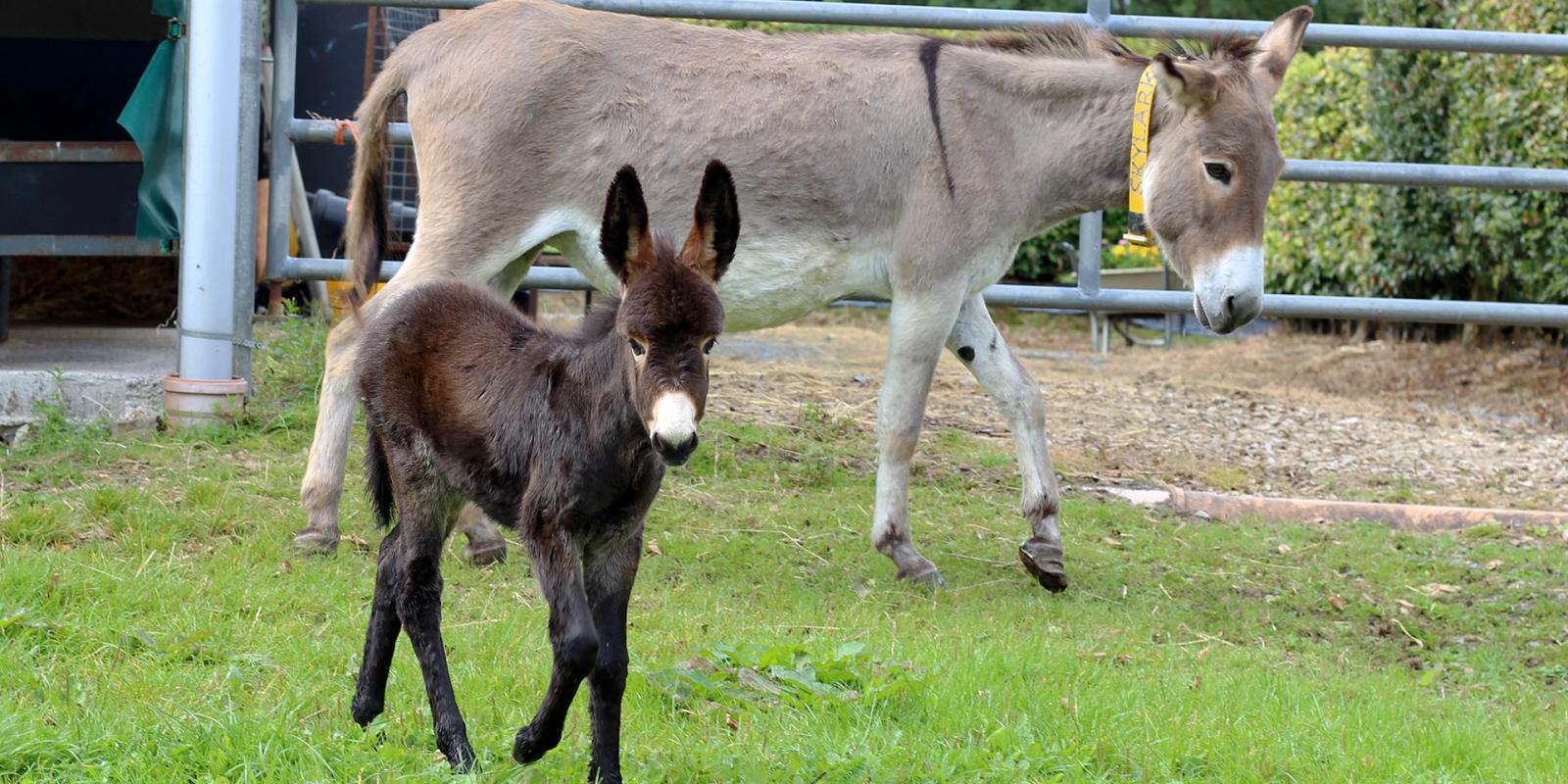 Donkey foal and her mother at new arrivals unit