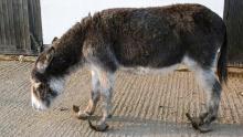 Donkey with long overgrown hooves