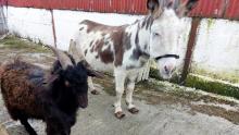 Donkey and goat abandoned on a farm