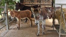 Group of donkeys rescued from Kenmare