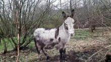 Stallion donkey standing in a bog