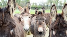Donkey standing together in our care