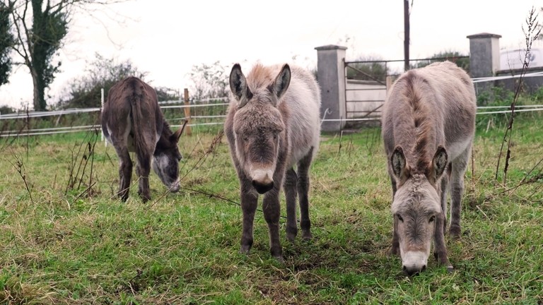 Three grey donkeys grazing on grass in a small field