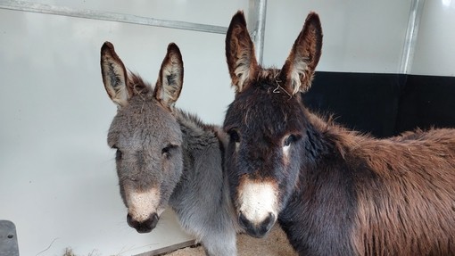 Archer and Zeke safe in donkey transporter.
