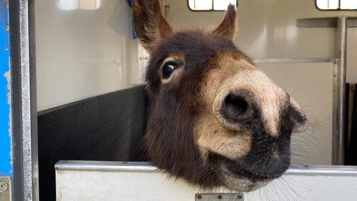 Brown the foal in the donkey transporter.