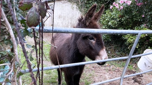 Brown the foal living alone before he was rescued.