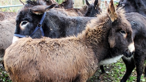 donkey suffering from poor welfare.