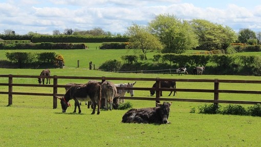 Donkeys in fields.