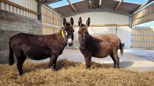 Emily (left) and Alina (right) arrived pregnant.