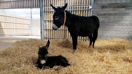Emily and her foal April.