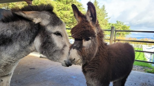Ophelia and JoJo settling in at our sanctuary.