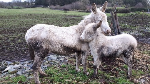 Snowdrop with his mum Snowflake in a muddy field