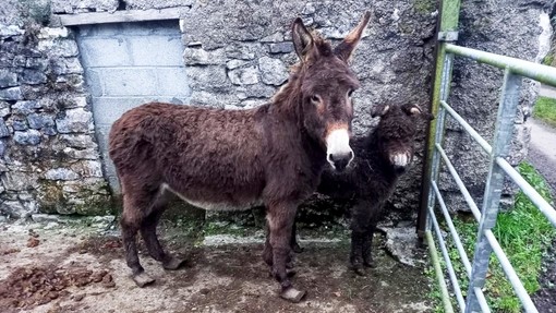 Solus and Mistletoe before being rescued.